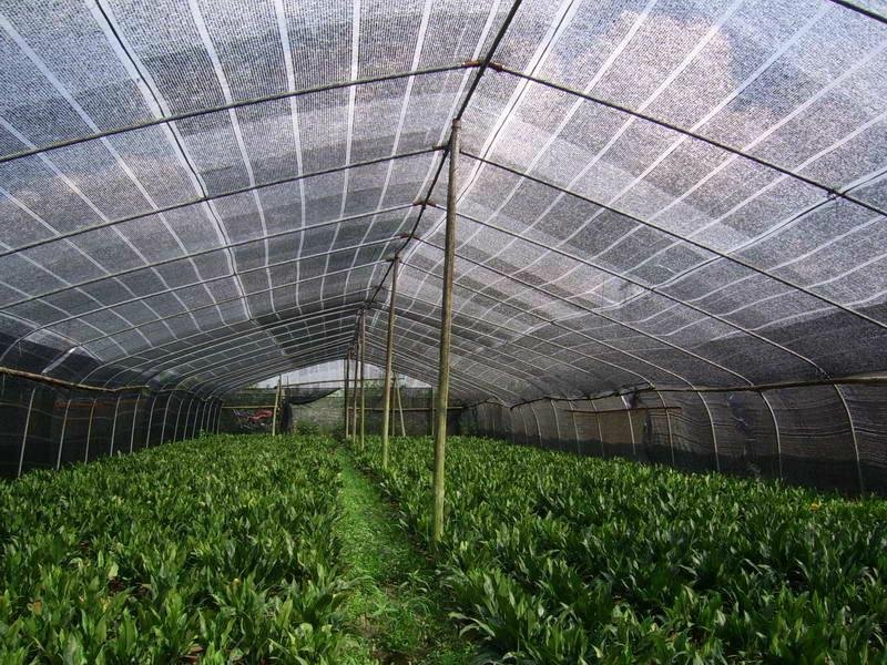 shade net Rete ombreggiante