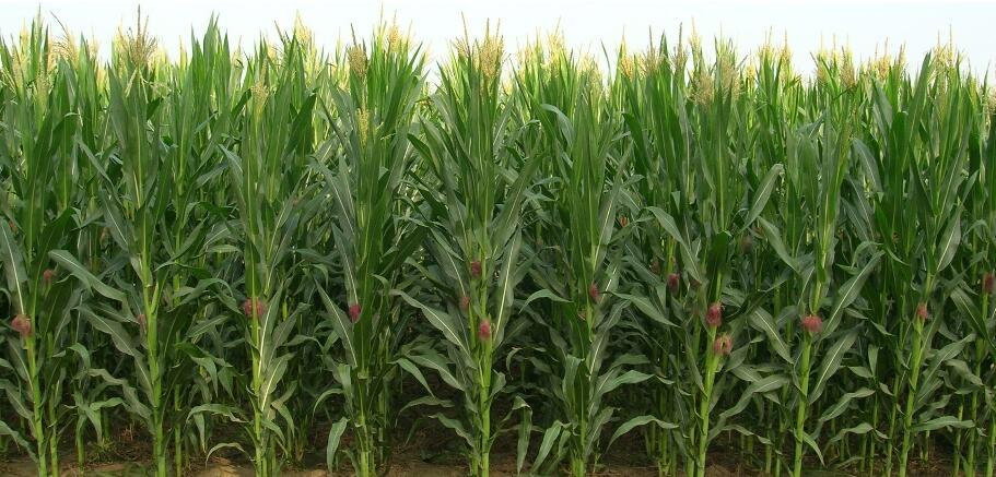 agriculture plastic net rete di plastica per l'agricoltura