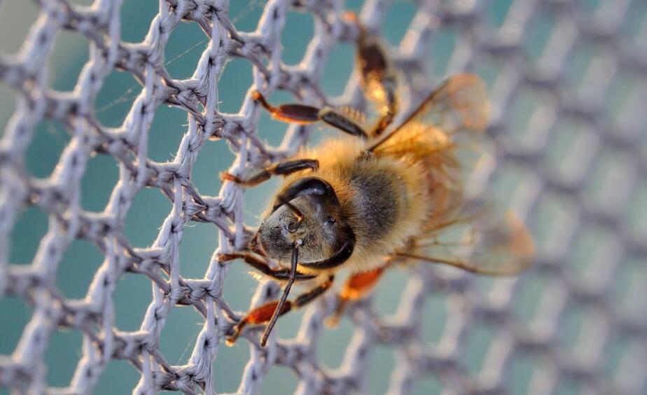 rete per api in plastica