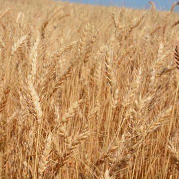 anti bird net rete anti uccelli