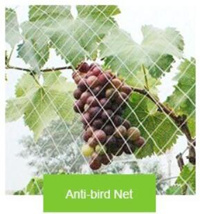 anti bird net rete anti uccelli
