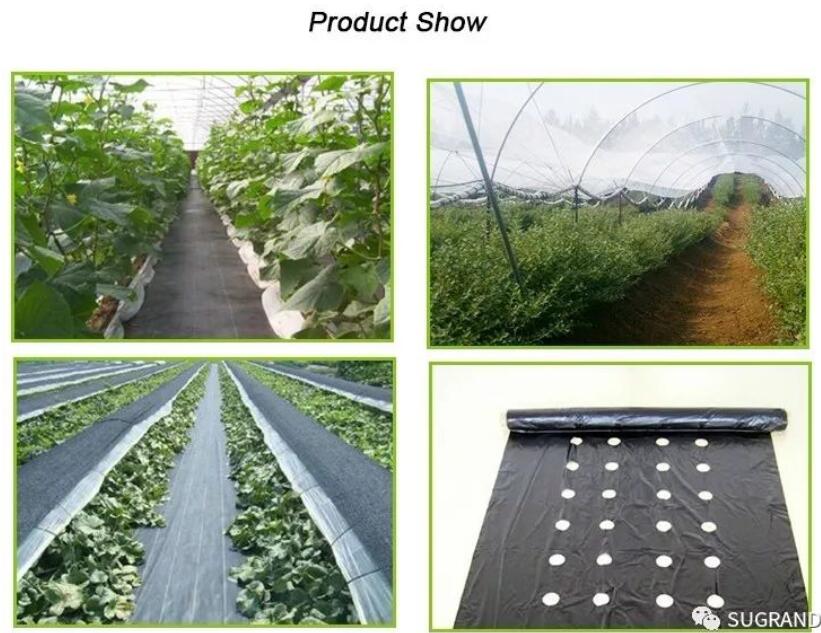 ground cover 4 copertura del suolo 4