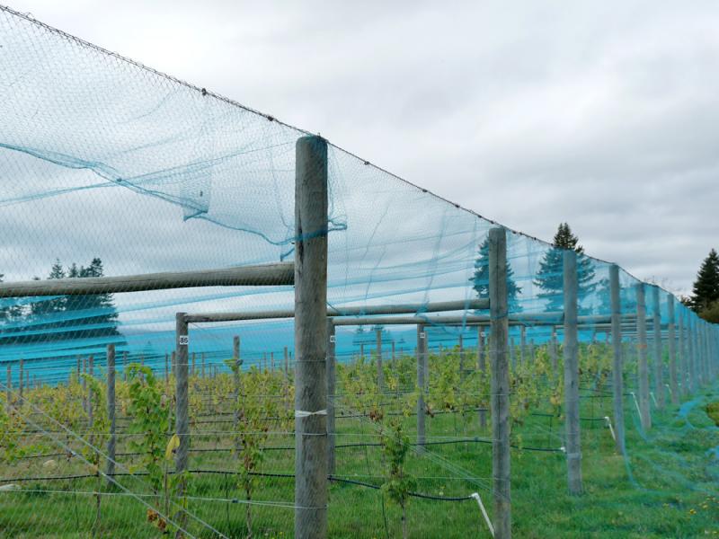 vineyard_netting_1 rete_vigna_1