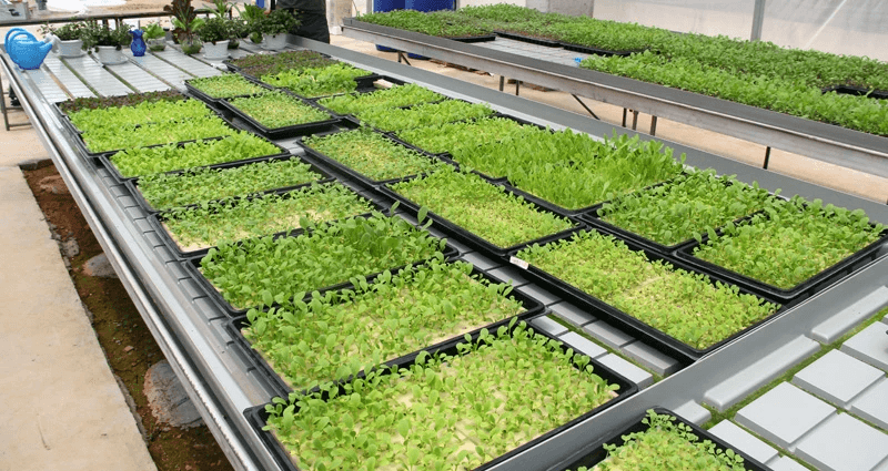 vegetable seedling trays vassoi per piantine di ortaggi