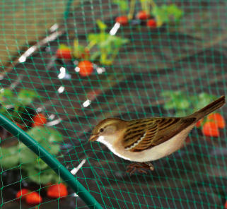 bird net rete per uccelli
