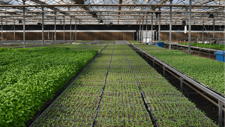 nursery plug trays vassoi per prese per la scuola materna