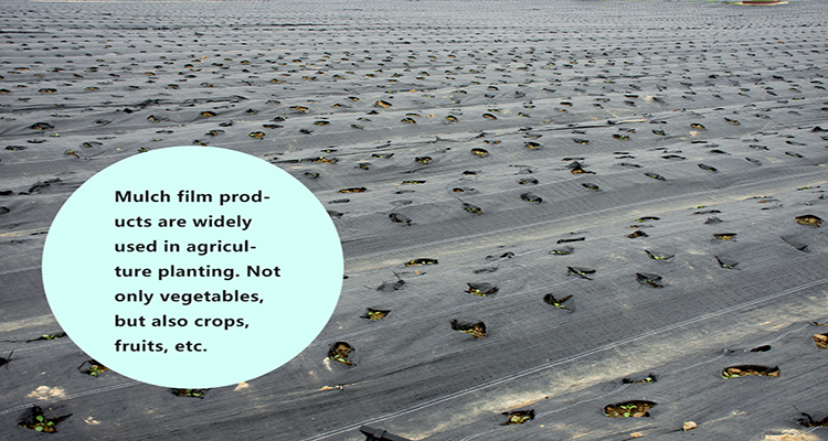 mulch film (6) pellicola per pacciamatura (6)