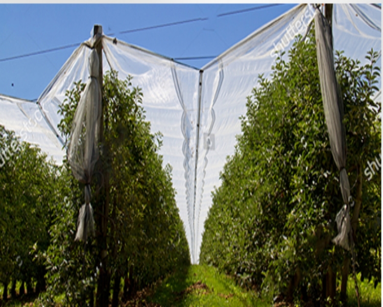 hail protection net Rete antigrandine Rete