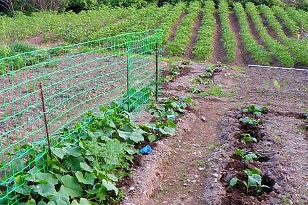 Mesh elasticizzato BOP