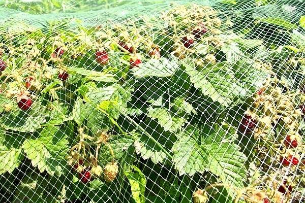 Stretch Net di plastica