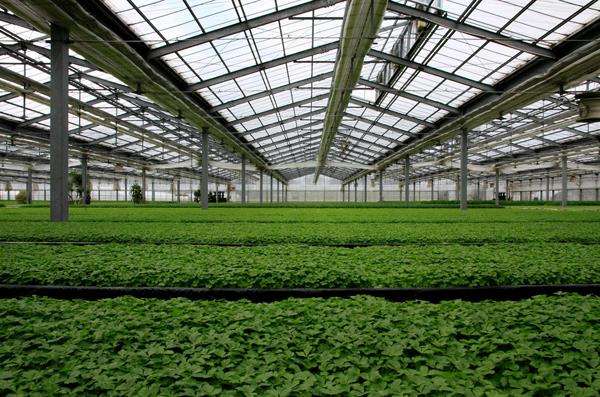 rete ombreggiante per serra