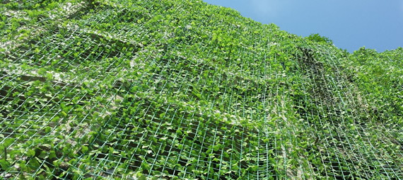 tecnica di piantumazione con rete di sostegno delle piante