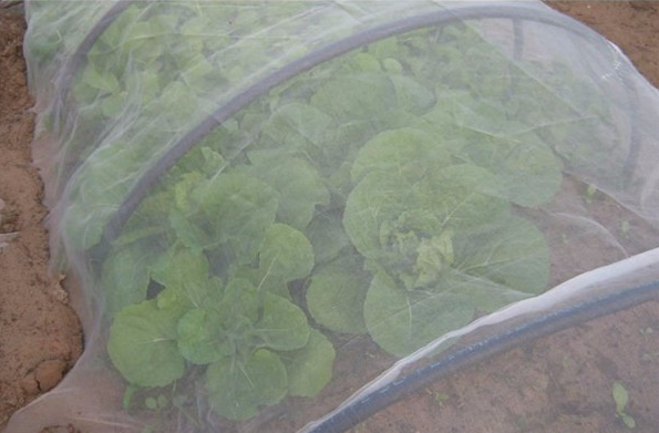 Reti a prova di insetto isolano parassiti da verdure e frutta