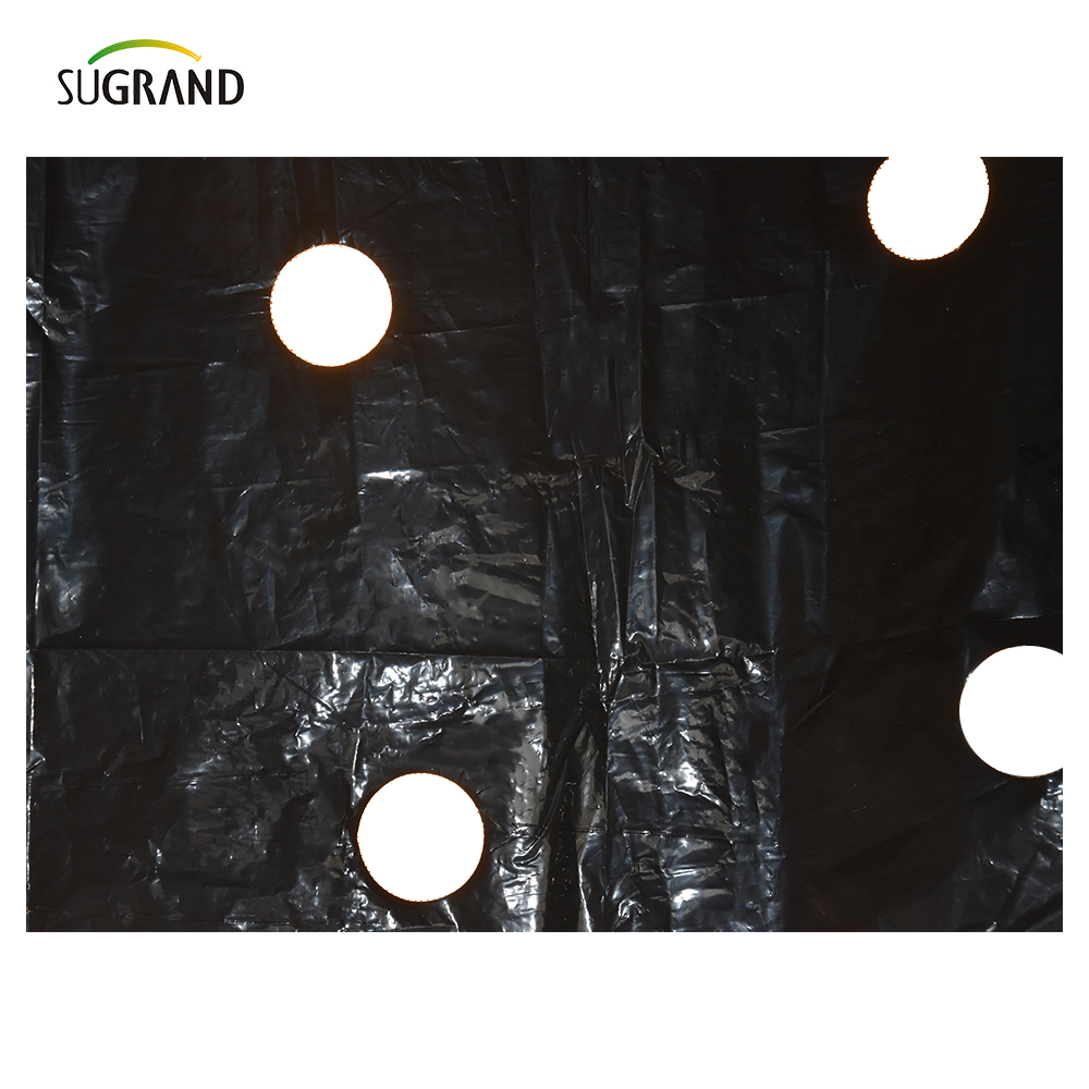 Film di pacciame perforato in plastica Uso di pacciame UV per verdure 