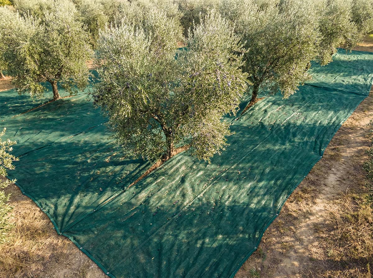 Net oliva