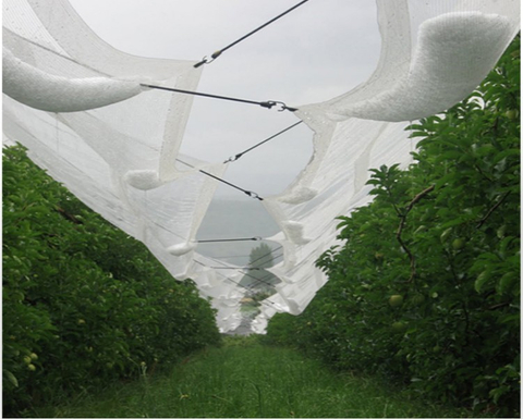 rete antigrandine per apple