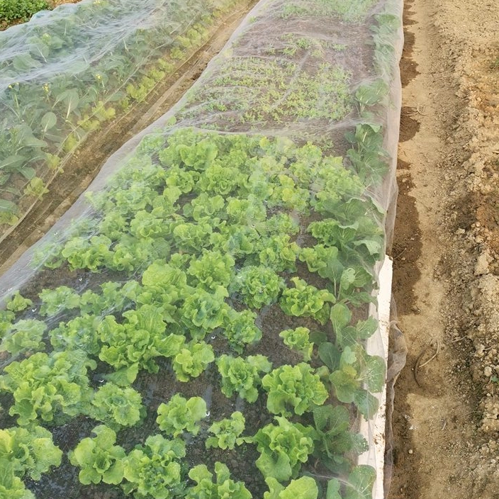 Quale dimensione della mesh si adatta meglio alle reti anti -insetti?