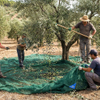 Rete per la raccolta delle olive all'ingrosso