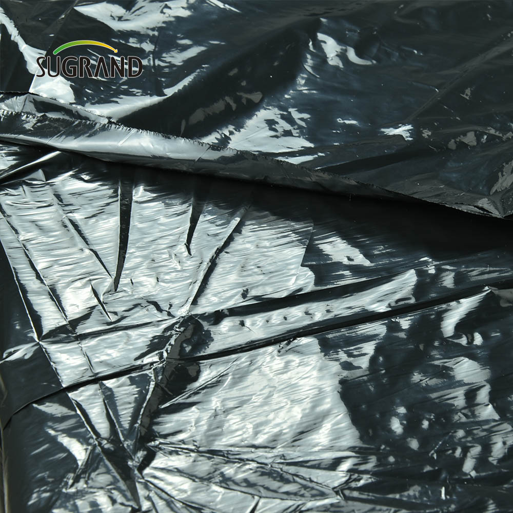 Prezzo di fabbrica a buon mercato Black Plastic Mulch Biodegradable UV Much Film per agricoltura