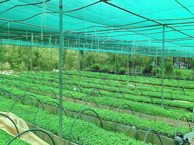 Rete ombreggiante verde