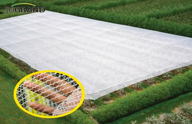 Come i vigneti usano le reti anti-onore per salvare i raccolti