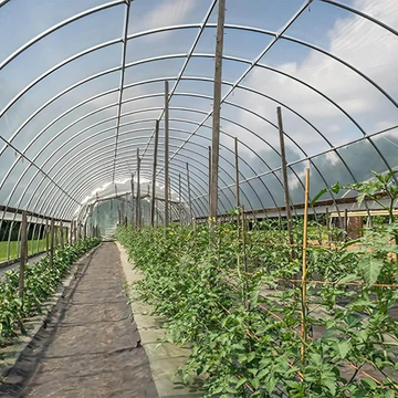 greenhouse plastic film.jpg