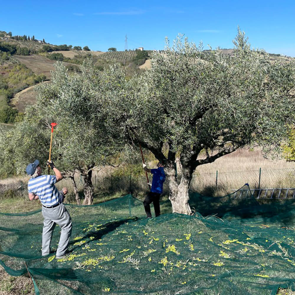 Rete per olive Premium per la raccolta delle olive