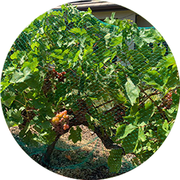 Rete anti-bird estrusa