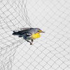 Bird Mist Nets per catturare gli uccelli