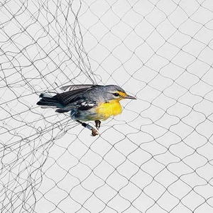 Bird Mist Nets per catturare gli uccelli