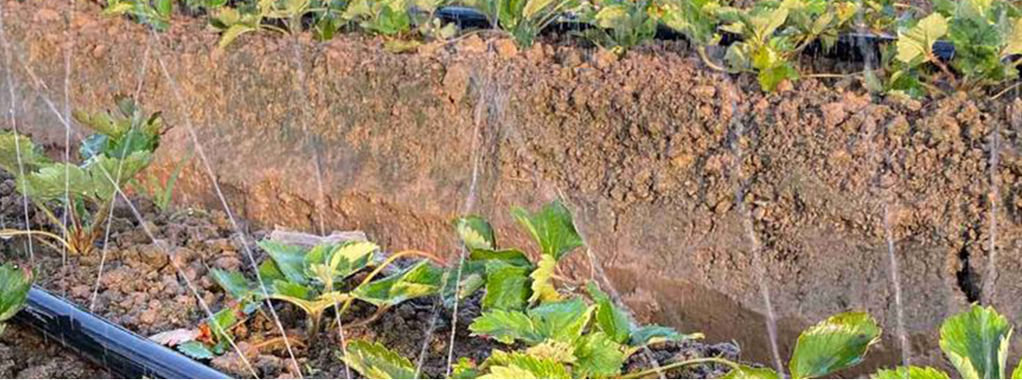 Irrigazione a goccia4