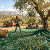 Rete per la raccolta delle olive all'ingrosso