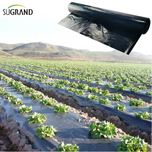 Vantaggi del film di pacciame nelle serre